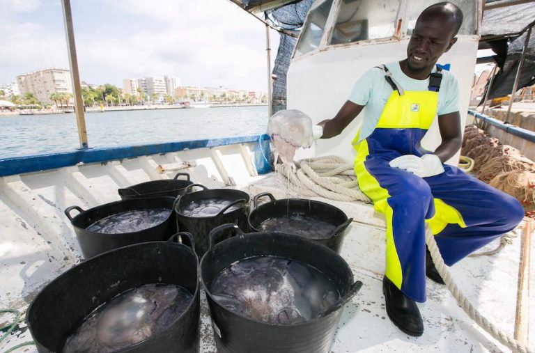 Los bañistas disfrutarán de una playa limpia de medusas en Gandia