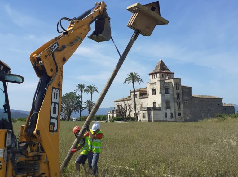 nidos lechuzas alquería de la torre dels pares
