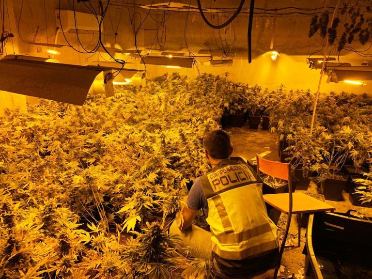 Detenido en Gandia tras desmantelar una plantación de marihuana