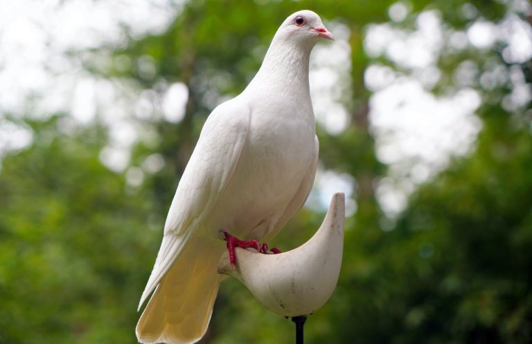 El Partido Popular pide una solución ante la proliferación de palomas en Gandia