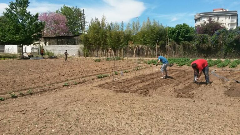 Gandia destina 250.000 euros para ayudar a los agricultores