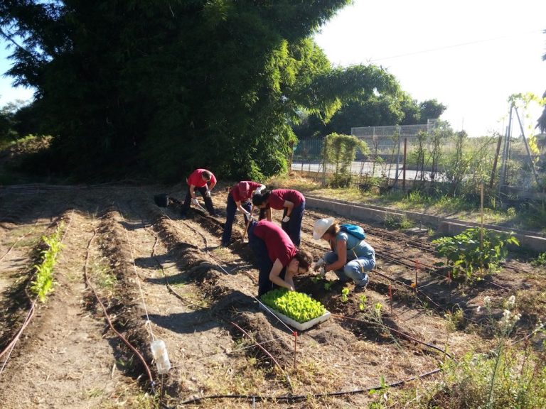 El barrio de Santa Anna tendrá 47 huertos sociales ecológicos