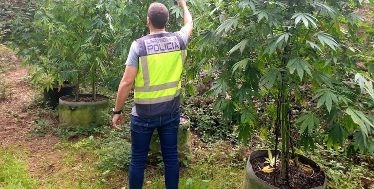 Padre e hijo detenidos en Gandia por cultivar y distribuir marihuana