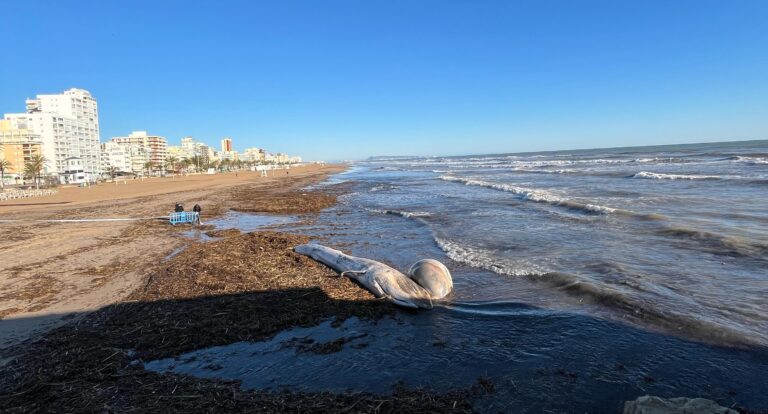 Una ballena fallecida aparece en playa de Gandia