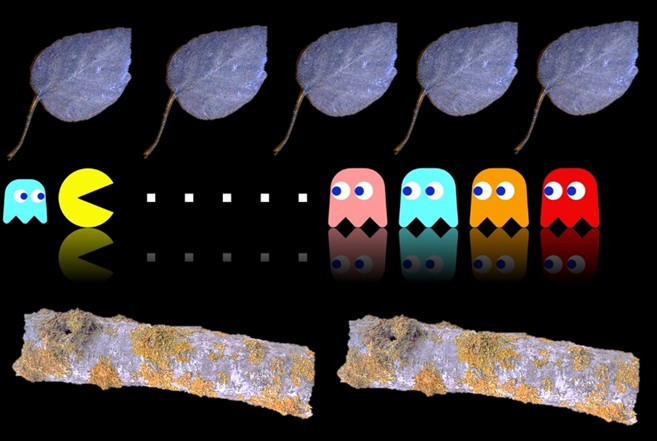 Aquelles meravelloses temporades allà en els llimbs